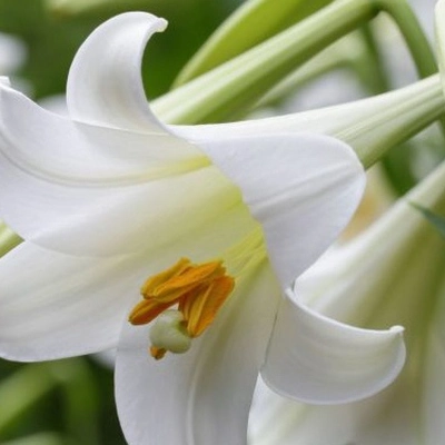 Thông tin kết quả thực hiện nhiệm vụ khoa học và công nghệ cấp quốc gia