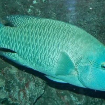 Thông tin về kết quả thực hiện nhiệm vụ KH&CN cấp quốc gia