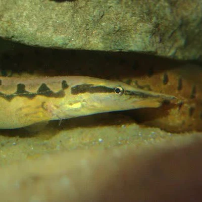 Thông tin về kết quả thực hiện nhiệm vụ KH&CN cấp quốc gia