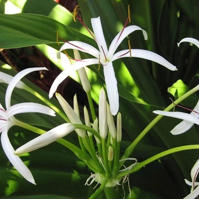 Thông tin nghiệm thu đề tài cấp quốc gia thuộc Chương trình 562. Mã số: ĐTĐL.CN-128/21