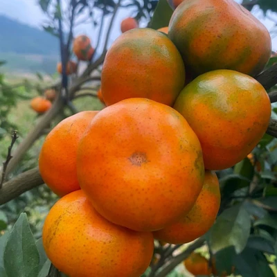 Kết quả thực hiện nhiệm vụ KH&CN cấp quốc gia, mã số NVQG-2022/ĐT.20