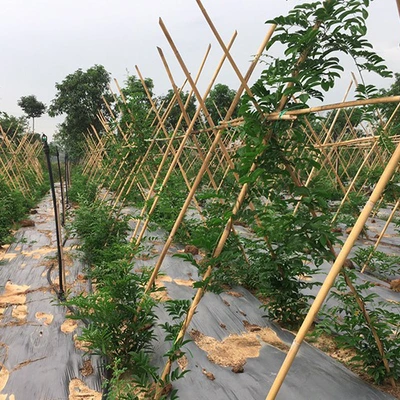 Kết quả thực hiện nhiệm vụ KH&CN cấp quốc gia, mã số NVQG- 2021/DA.06