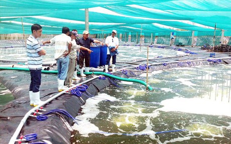 Bến Tre ứng dụng hiệu quả khoa học, công nghệ vào sản xuất nông nghiệp