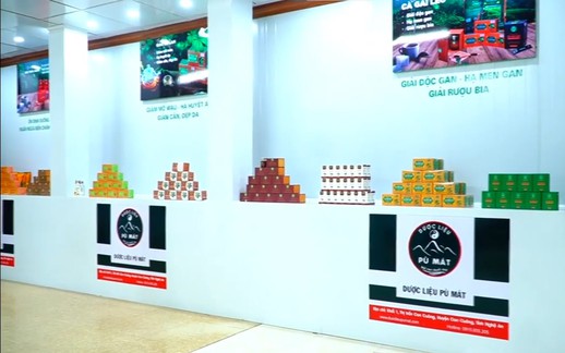 Nhân giống, trồng và chế biến chè dây