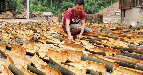 Quế Văn Yên: Hương Rừng Tây Bắc và Thương Hiệu Quốc Gia