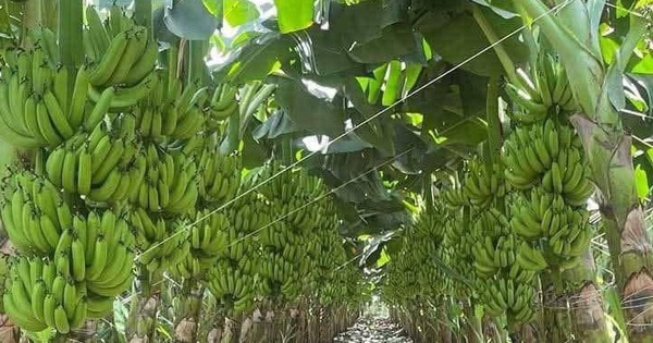 Thông báo về việc nghiệm thu đối với nhiệm vụ khoa học công nghệ cấp quốc gia, mã  số 25/21-ĐTĐL.CN-CNN