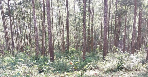 Kết quả thực hiện nhiệm vụ KH&CN cấp Quốc gia, đề tài Dầu đọt tím