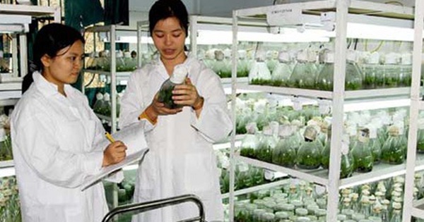 Kết quả thực hiện nhiệm vụ KH&CN quỹ gen cấp quốc gia, mã số NVQG-2020/ĐT.17