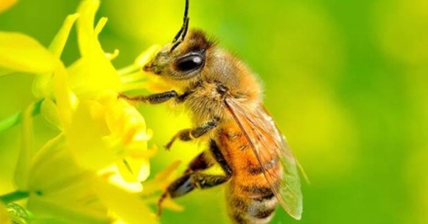 Thông tin nghiệm thu đề tài cấp quốc gia thuộc Chương trình 562, mã số ĐTĐL.CN-44/21