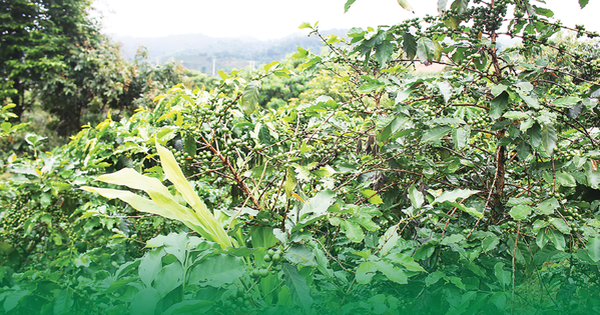 Văn hóa như động lực mềm trong chuyển đổi xanh: Xây dựng lối sống bền vững và công nghiệp văn hóa xanh ở Việt Nam