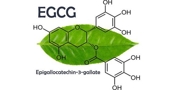 Epigallocatechin gallat – hoạt chất quý từ cây chè Việt Nam với tiềm năng ứng dụng trong chăm sóc sức khỏe và làm đẹp