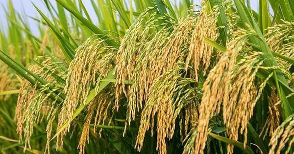 Thông tin kết quả thực hiện nhiệm vụ theo Nghị định thư mã số NĐT/CN/21/24