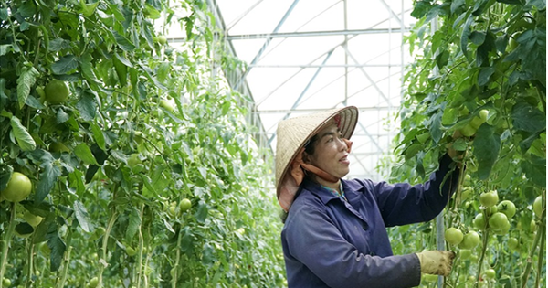 Khoa học và Công nghệ góp phần giảm nghèo bền vững vùng nông thôn tại Lâm Đồng