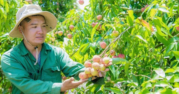 Hộ nghèo ở Đắk Lắk dần ổn định cuộc sống nhờ các chính sách hỗ trợ thiết thực, sát thực tế