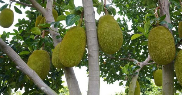 Thông tin về kết quả thực hiện nhiệm vụ cấp quốc gia “Nghiên cứu khai thác, phát triển nguồn gen mít Dai, mít Mật (Artocarpus heterophyllus Lam.) tại miền Bắc Việt Nam, NVQG-2021/ĐT.16